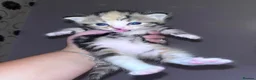 Mixed Breed cats for sale: Kittens  in Gillingham - Advert 22