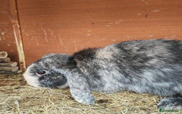 Mini Lop rabbits for sale: British lop babies  - Image 9