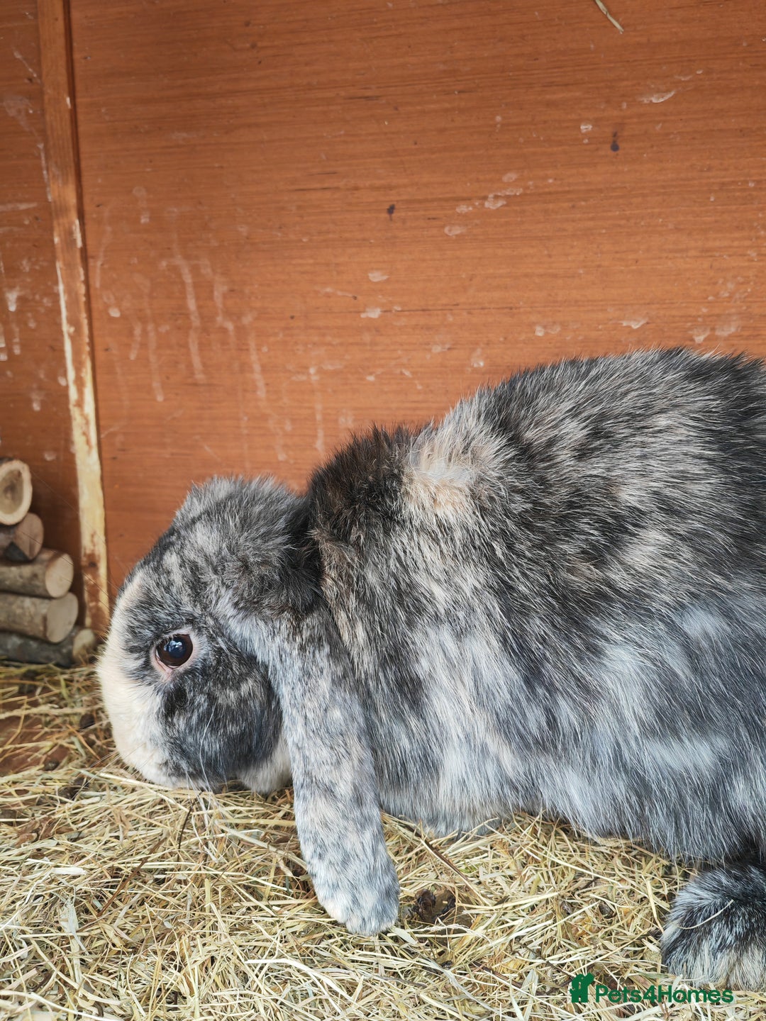 Mini Lop rabbits for sale: British lop babies  - Image 9