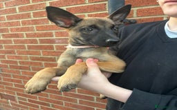 Belgian Shepherd Dog dogs for sale: Dutch herder x malinois Shepherd - Image 7