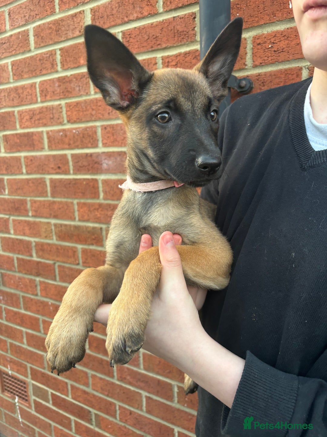 Belgian Shepherd Dog dogs for sale: Dutch herder x malinois Shepherd - Image 7