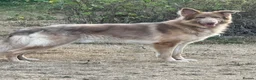 German Shepherd dogs for sale: German shepherd adult male  - Advert 7