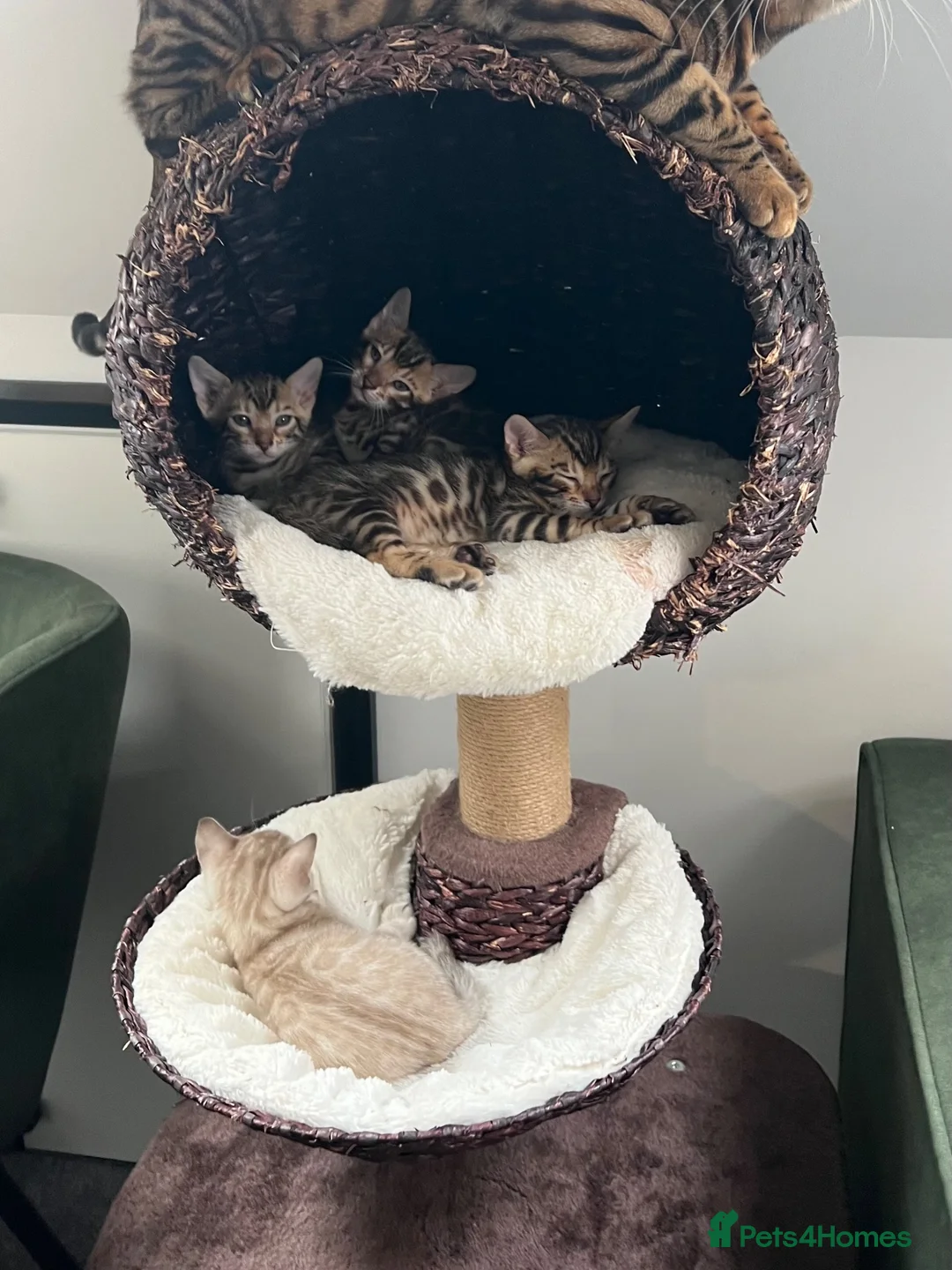 Bengal cats for sale: Beautiful Brown, Snow and Silver TICA Bengals - Advert 2