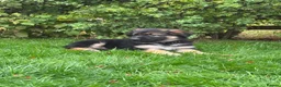 German Shepherd dogs for sale: Pedigree German shepherd puppies  in Ashford - Advert 17