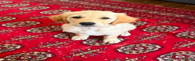 Golden Retriever Puppy 3