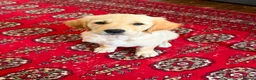 Golden Retriever dogs for sale: Golden Retrievers pure breed puppies - Advert 27