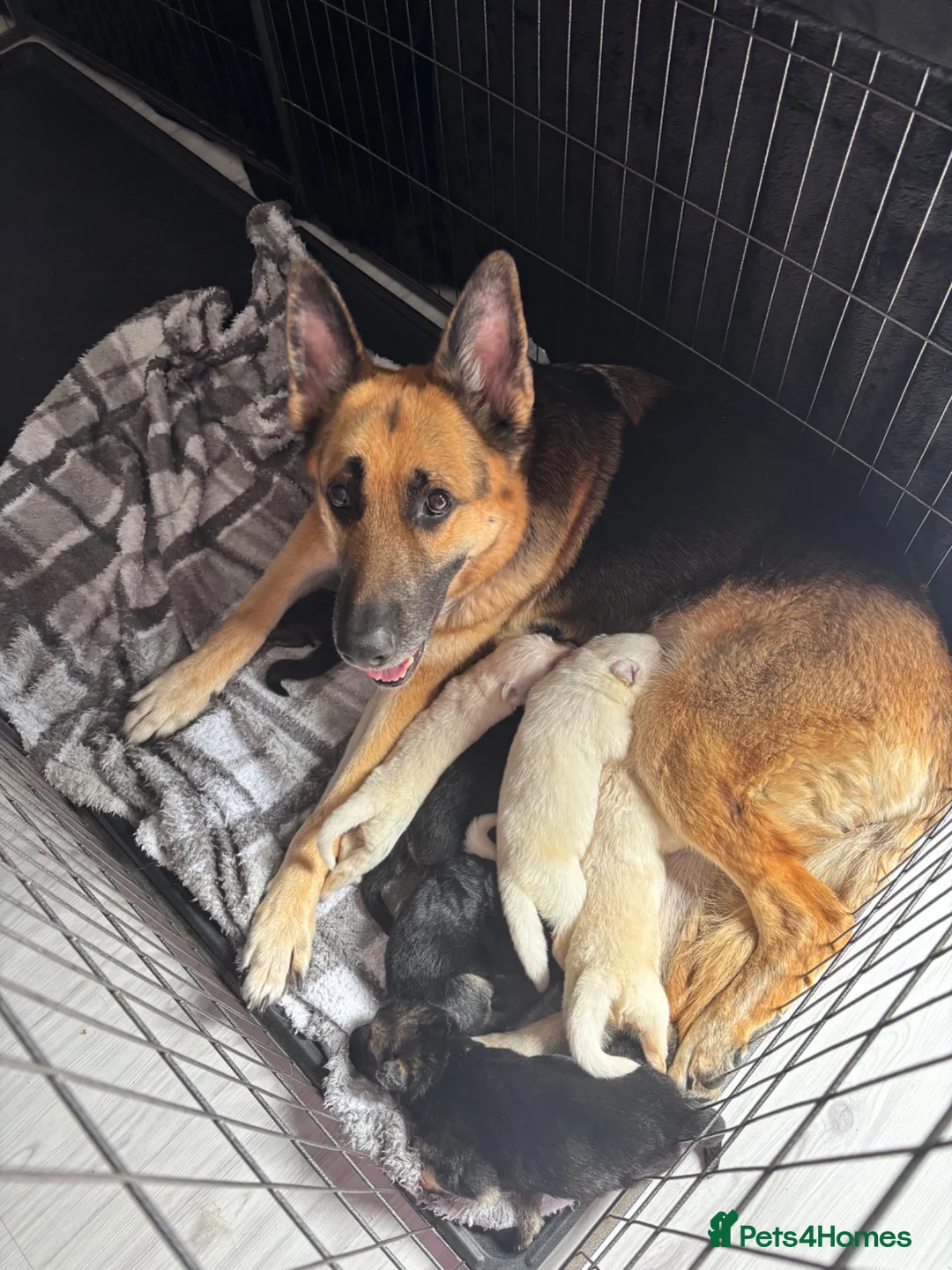 German Shepherd dogs for sale: German Shepherd Puppies  - Advert 6