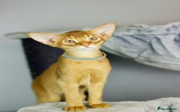 Abyssinian cats for sale: Stunning sorrel and usual Abyssinian kittens  - Image 7