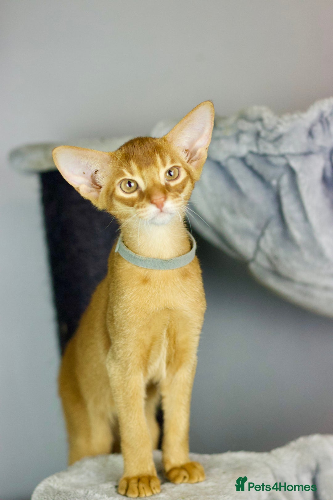 Abyssinian cats for sale: Stunning sorrel and usual Abyssinian kittens  - Image 7