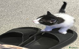 Mixed Breed cats for sale: Kittens  - Advert 2