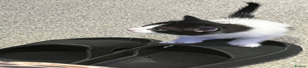 Mixed Breed Kitten 1