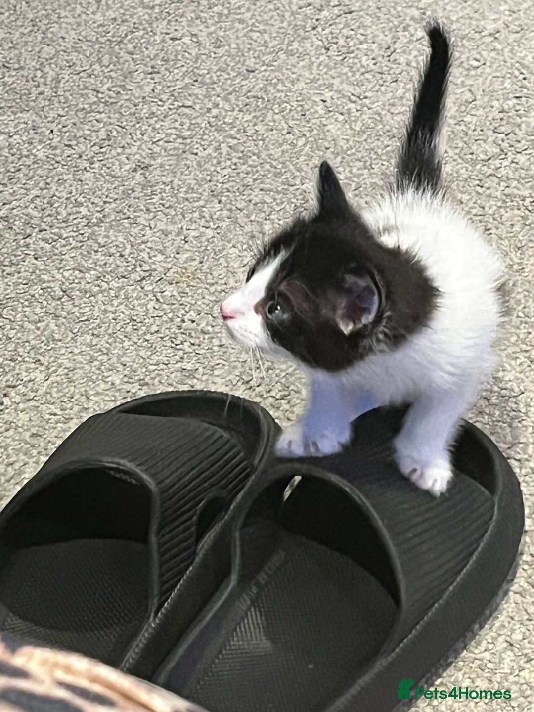 Mixed Breed cats for sale: Kittens  - Advert 2