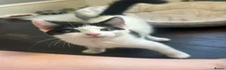 Mixed Breed cats for sale: Kittens ready for their forever home  - Advert 7