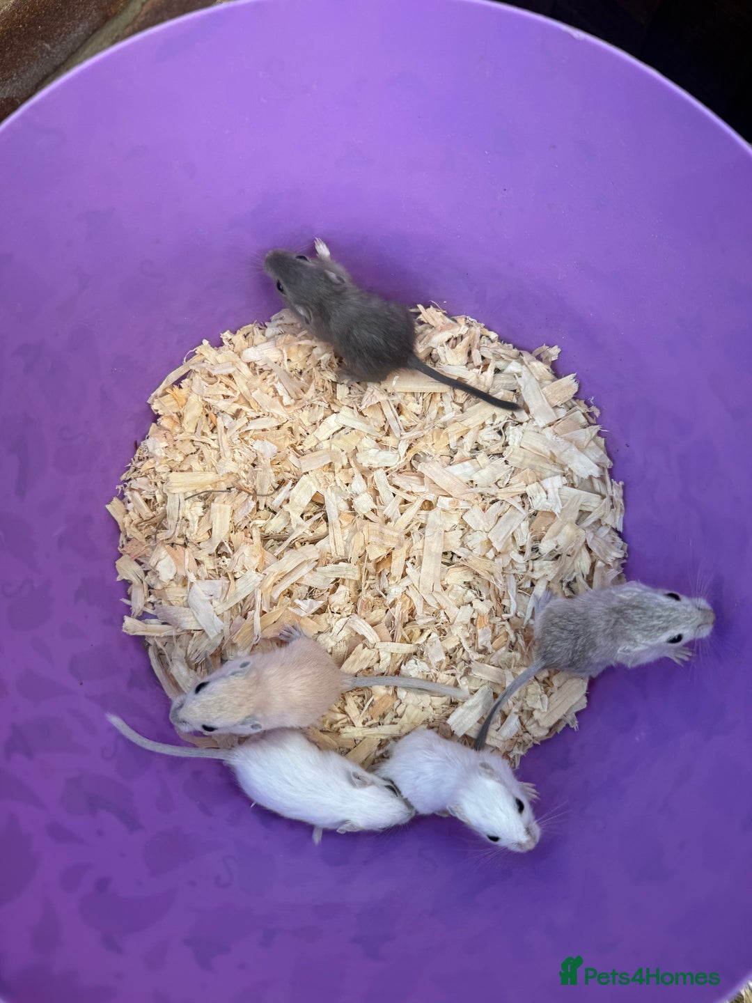 Gerbil rodents for sale: Baby gerbils  - Image 3