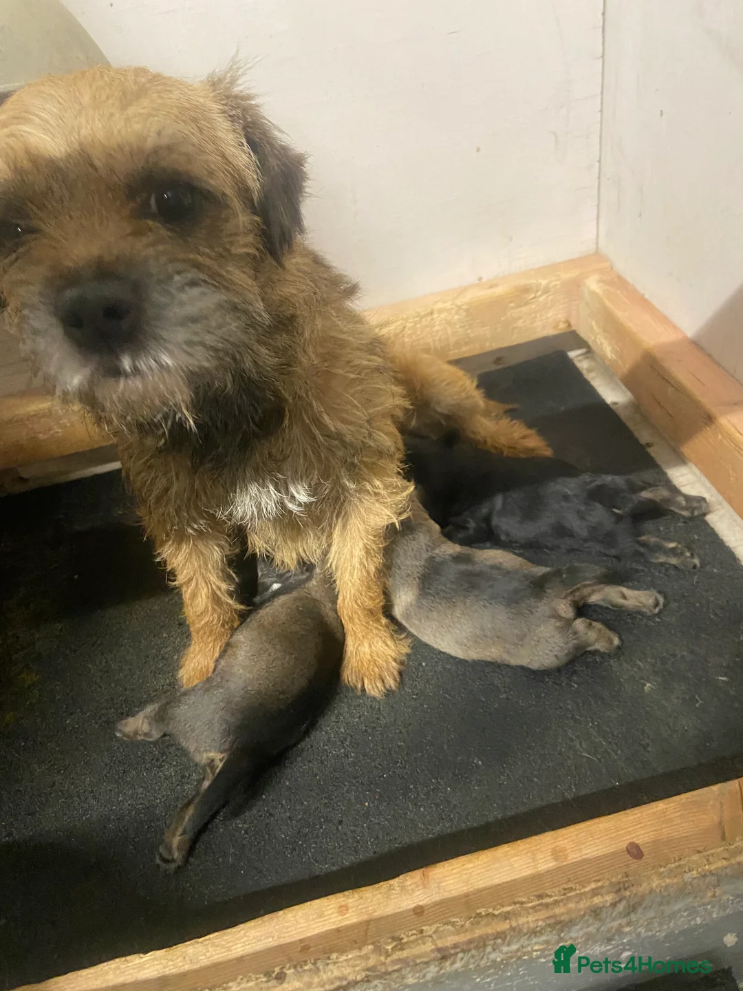 Border Terrier dogs for sale: Border terrier pups  - Advert 12
