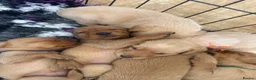 Labrador Retriever dogs for sale: Outstanding Red&Yellow Labradors,KC&health tested - Advert 14