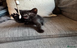 Mixed Breed cats for sale: Kittens ready for new home now  - Image 20