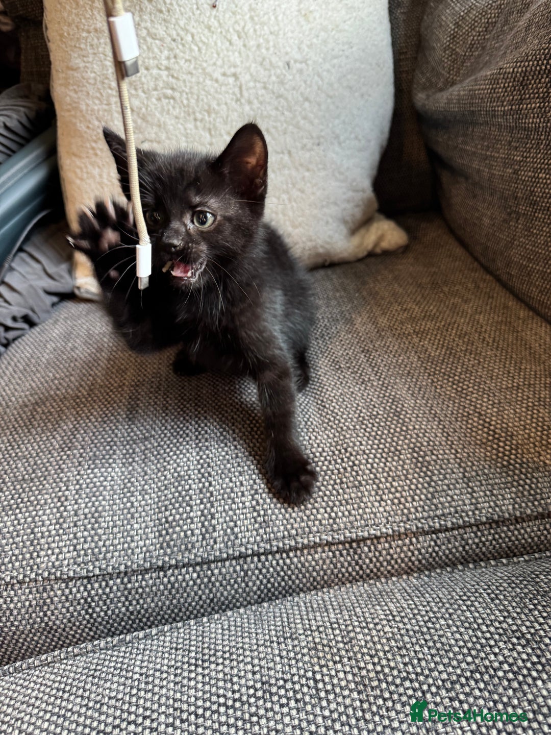 Mixed Breed cats for sale: Kittens ready for new home now  - Image 20