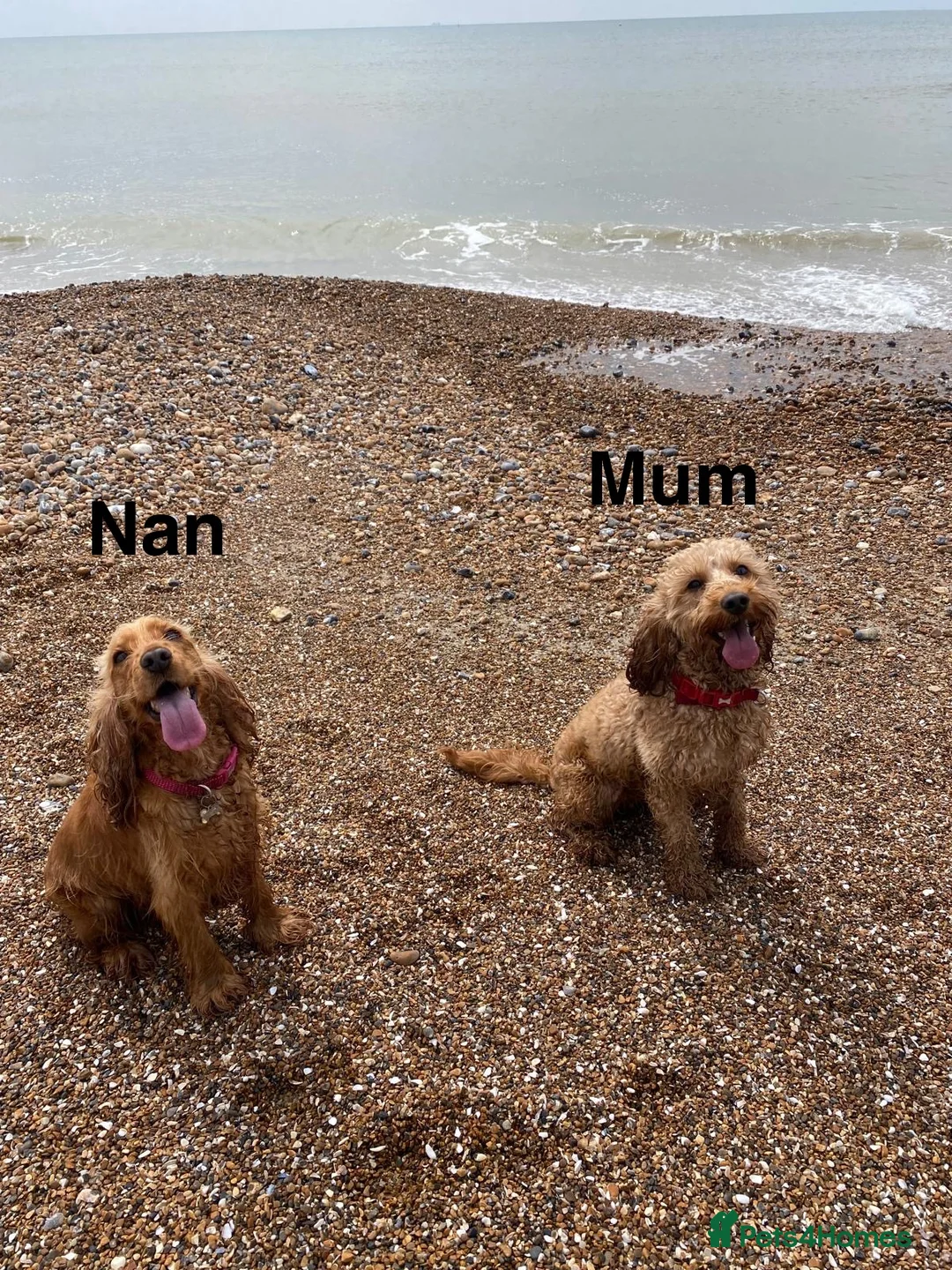 Cockapoo dogs for sale: 🐾 STUNNING F1B RED MINIATURE COCKAPOO PUPPIES  - Advert 17