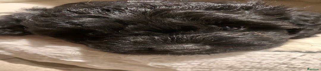 Cavapoo Puppy 2