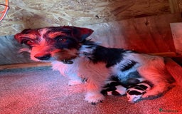 Jack Russell dogs for sale: Traditional jack russel pups tri coloured  - Image 14