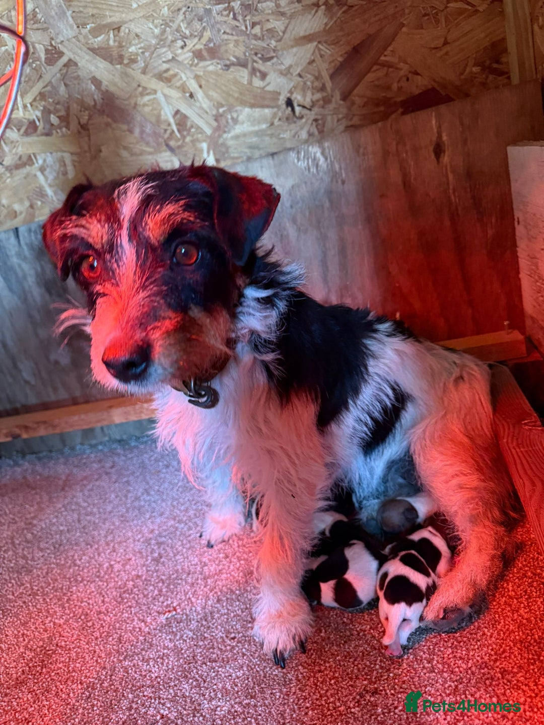 Jack Russell dogs for sale: Traditional jack russel pups tri coloured  - Image 14