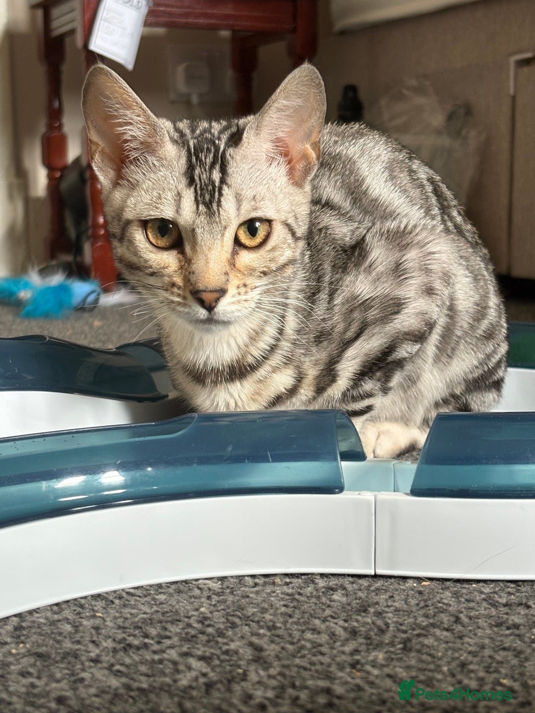 Bengal cats for sale: bengal girls  - Image 7