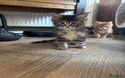 Maine Coon cats for sale: Maine coons - Image 5