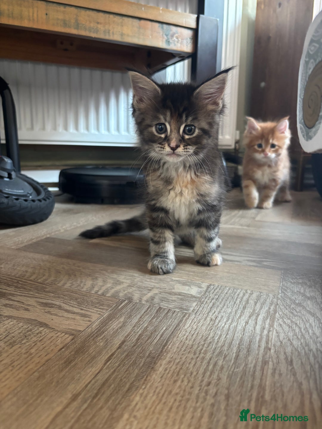 Maine Coon cats for sale: Maine coons - Image 5