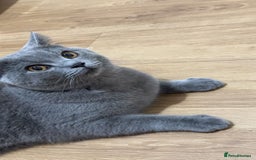 British Shorthair cats for sale: British short hair  - Image 4