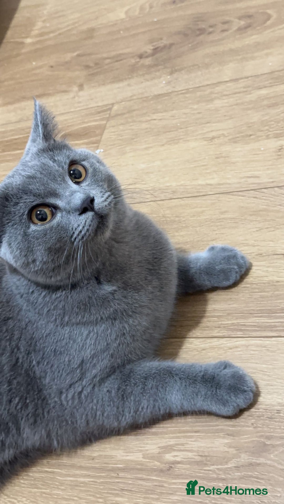 British Shorthair cats for sale: British short hair  - Image 4