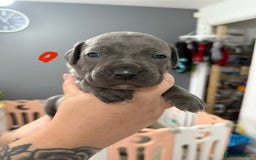 Mixed Breed dogs for sale: staffy x cane corso  - Image 13