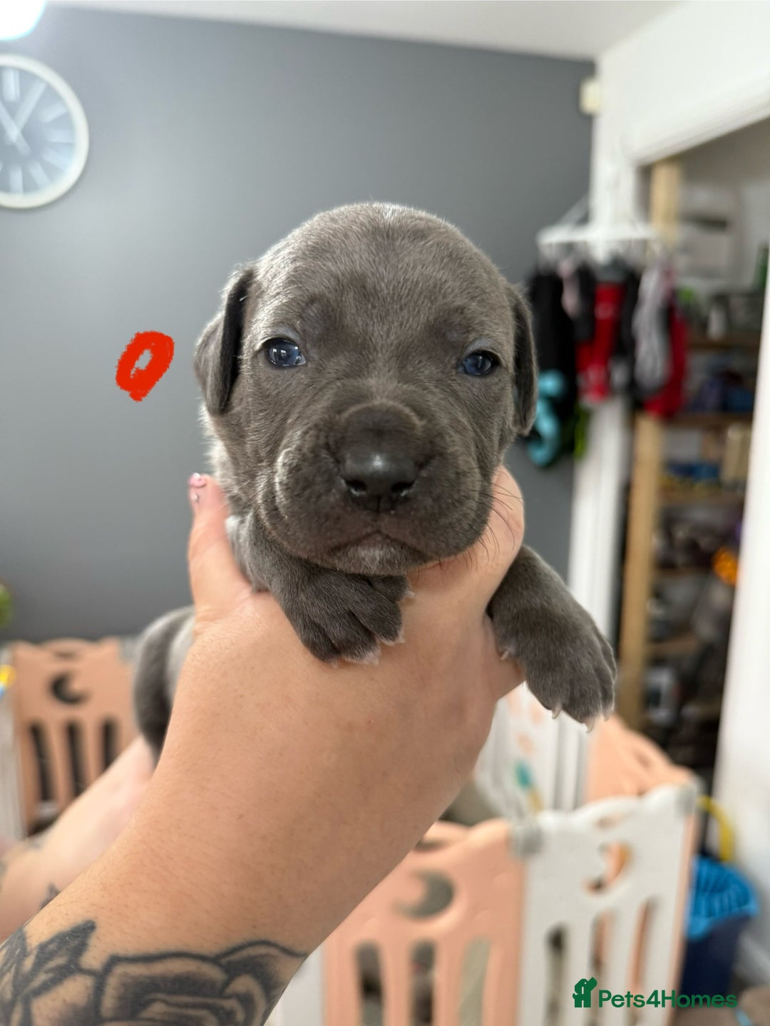 Mixed Breed dogs for sale: staffy x cane corso  - Image 13