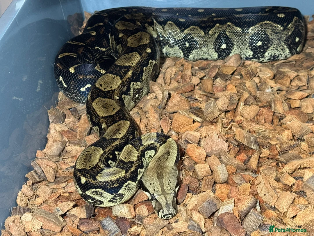 Boa Snake reptiles for sale: Boa Constrictor Imperator  - Advert 1