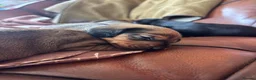 Dachshund dogs for sale: KC Registered Standard Dachshunds  - Advert 2