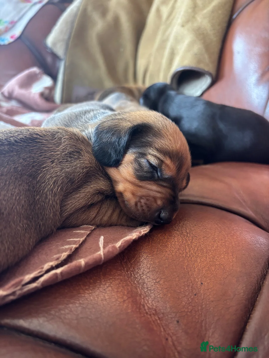 Dachshund dogs for sale: KC Registered Standard Dachshunds  - Advert 2
