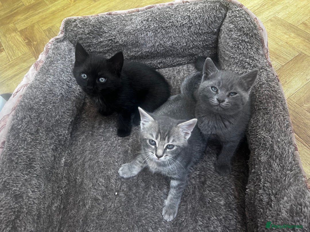 British Shorthair cats for sale: Grey British short hair male  - Image 5