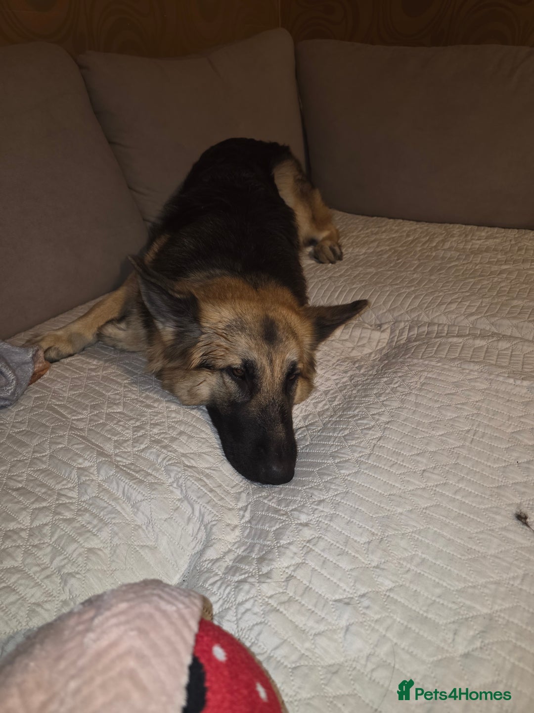 German Shepherd dogs for sale: Female German shepherd  - Advert 4