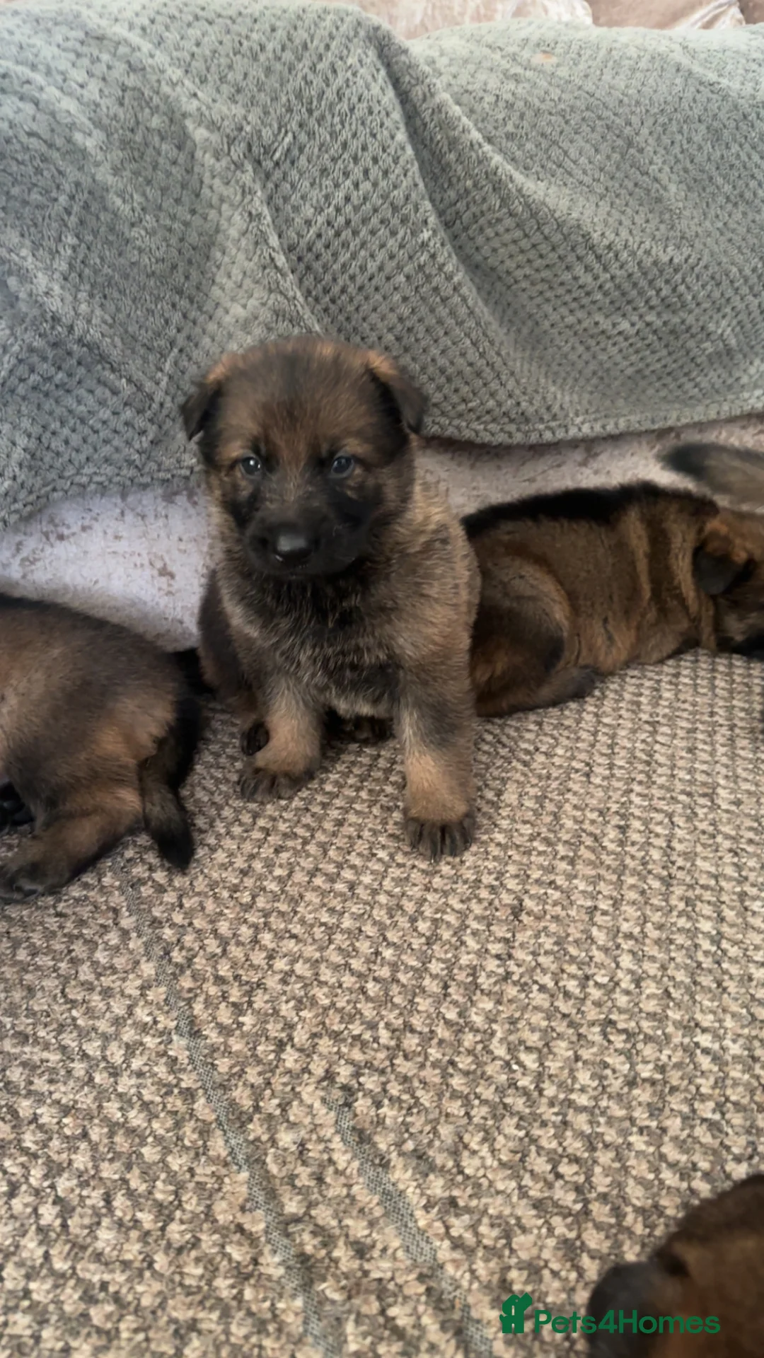 German Shepherd dogs for sale: Stunning Working German shepherd kc register Czech - Advert 2