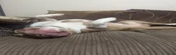 Mixed Breed dogs for sale: Pocket Bully (not a XL Bully)  - Advert 4