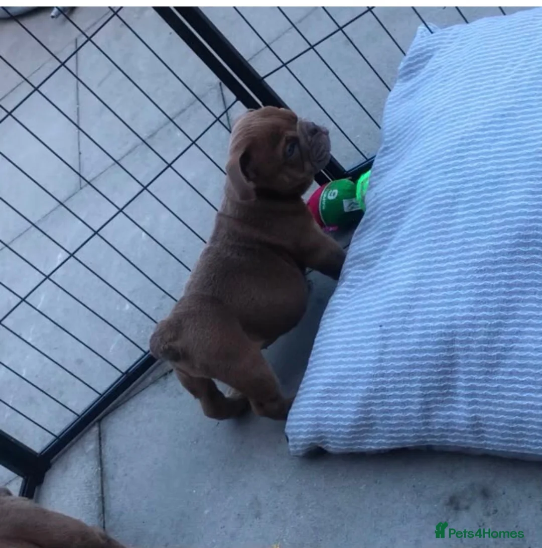 English Bulldog dogs for sale: Beautiful English bulldogs - Advert 2