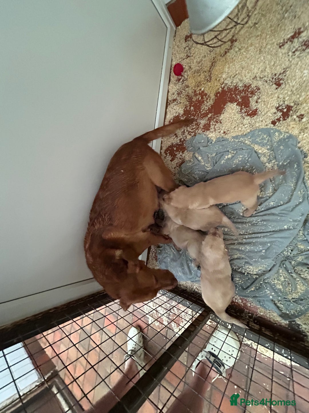 Goldador dogs for sale: Beautiful Goldador Puppies  - Image 5