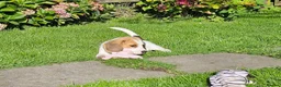 Beagle dogs for sale: 2Beautiful KC Registered Beagle Pups - Ready Now - Advert 6