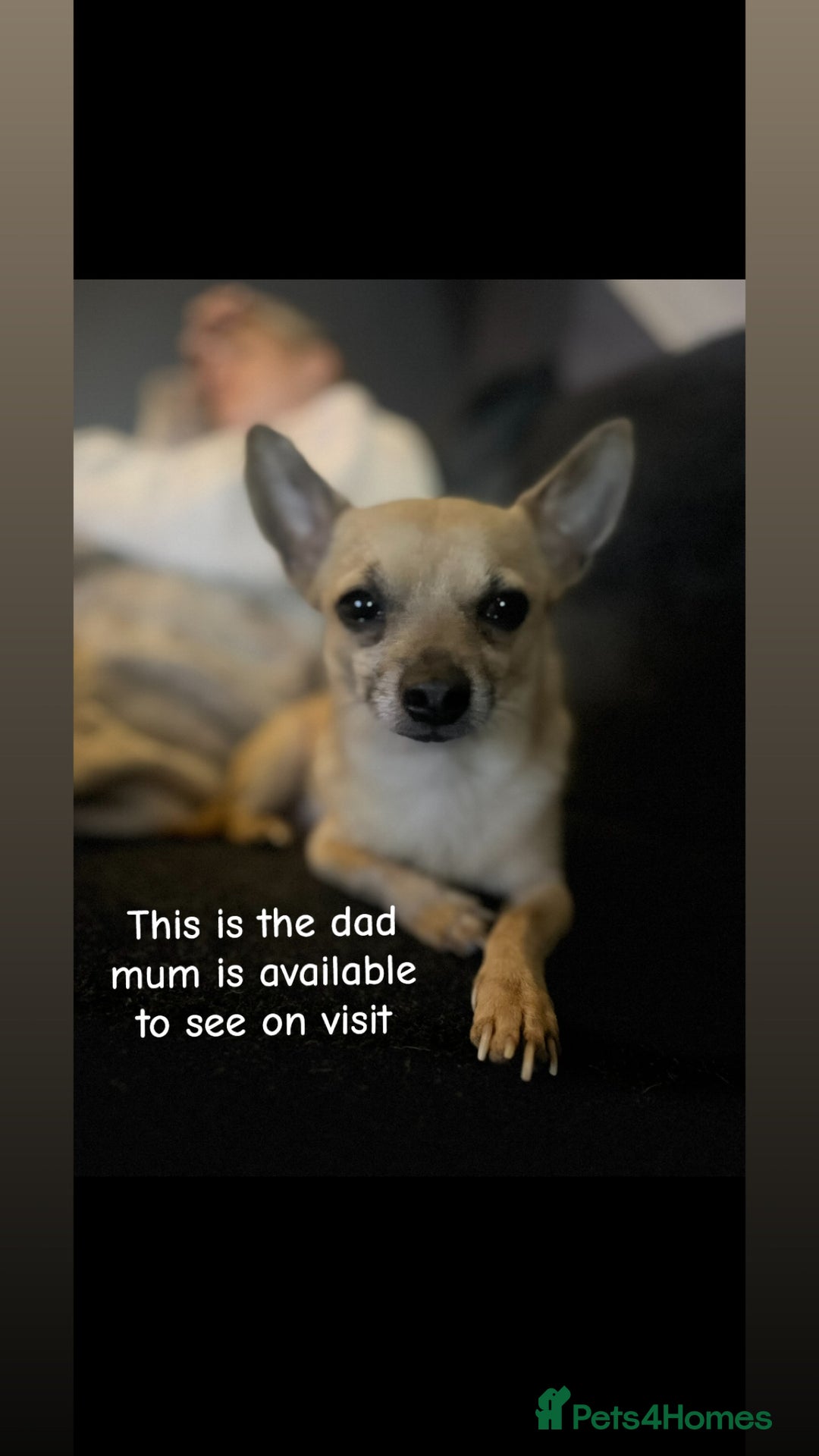 Chihuahua dogs for sale: Chihuahua puppies - Advert 12