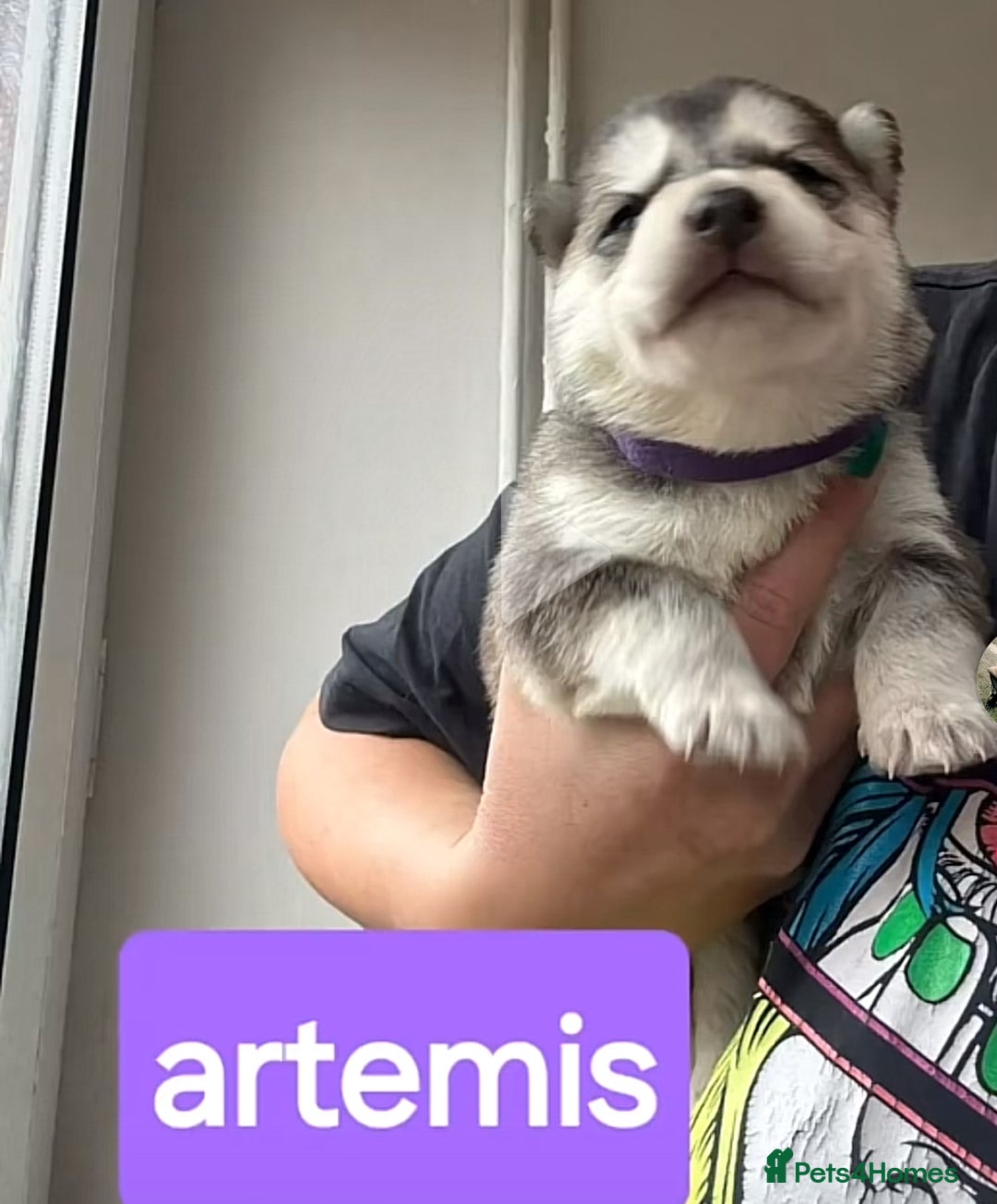 Shepsky dogs for sale: 7 beautiful Shepsky puppy’s available 🫶🏼 - Image 2