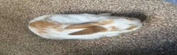 Netherland Dwarf rabbits for sale: Neverland dwarf mix  in Willenhall - Advert 4