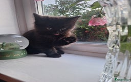 Domestic Shorthair cats for sale: 2 male kittens ready to leave today!  - Image 15