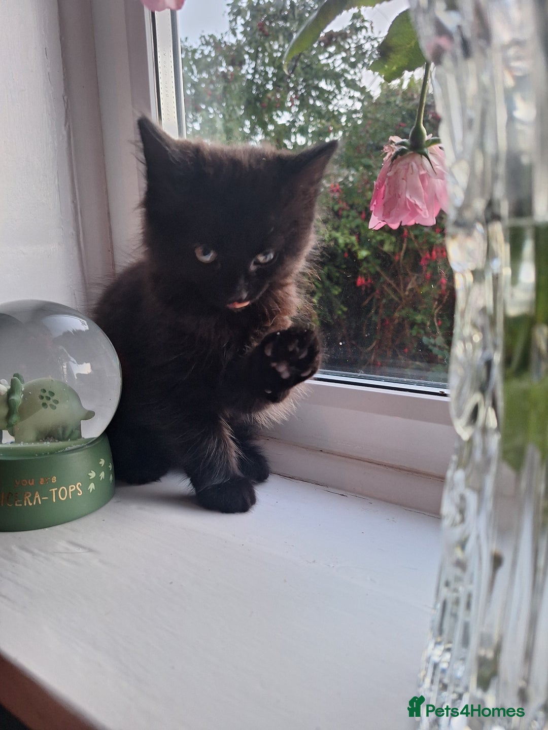 Domestic Shorthair cats for sale: 2 male kittens ready to leave today!  - Image 15