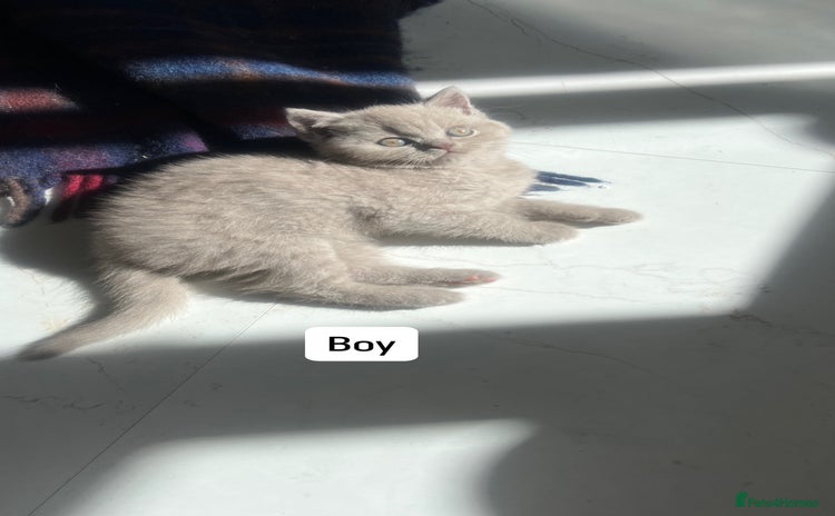 British Shorthair cats - Advert 11