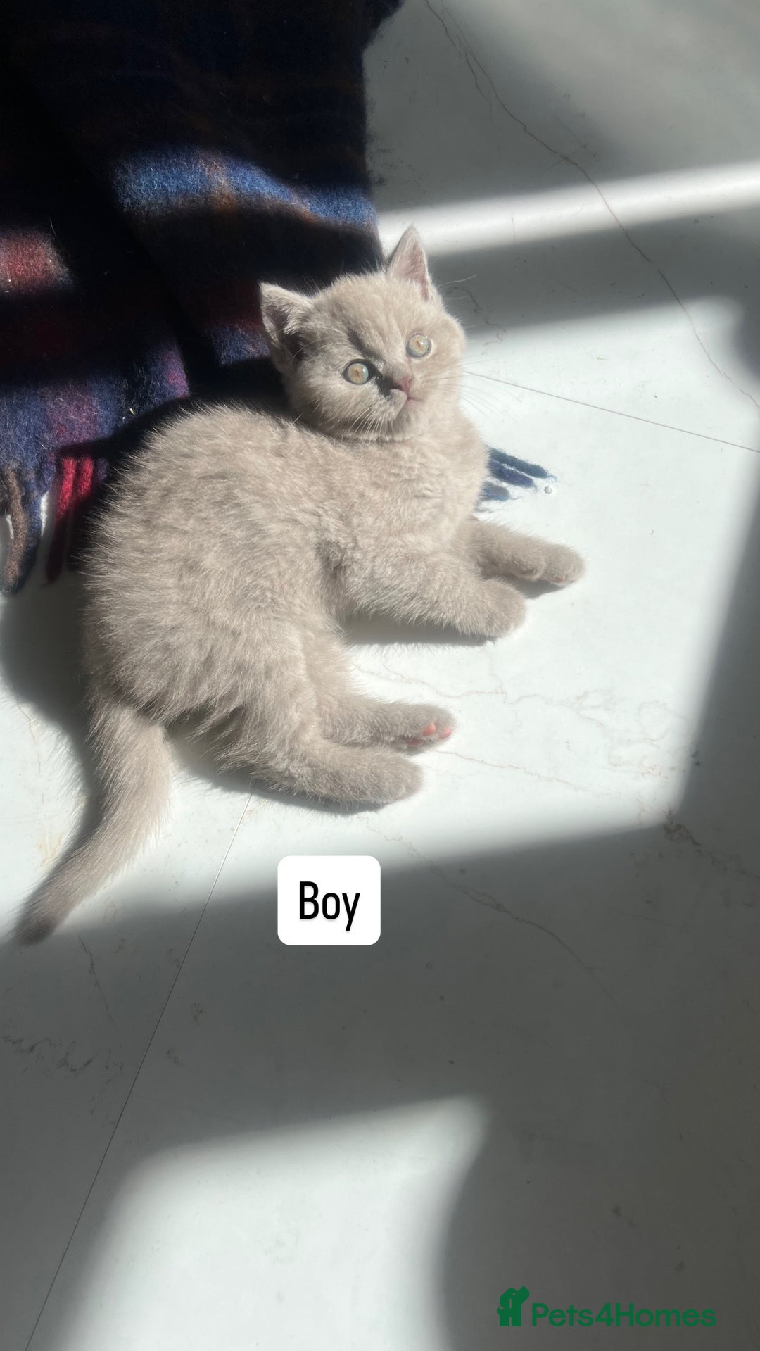 British Shorthair cats for sale: British shorthair kittens - Image 1